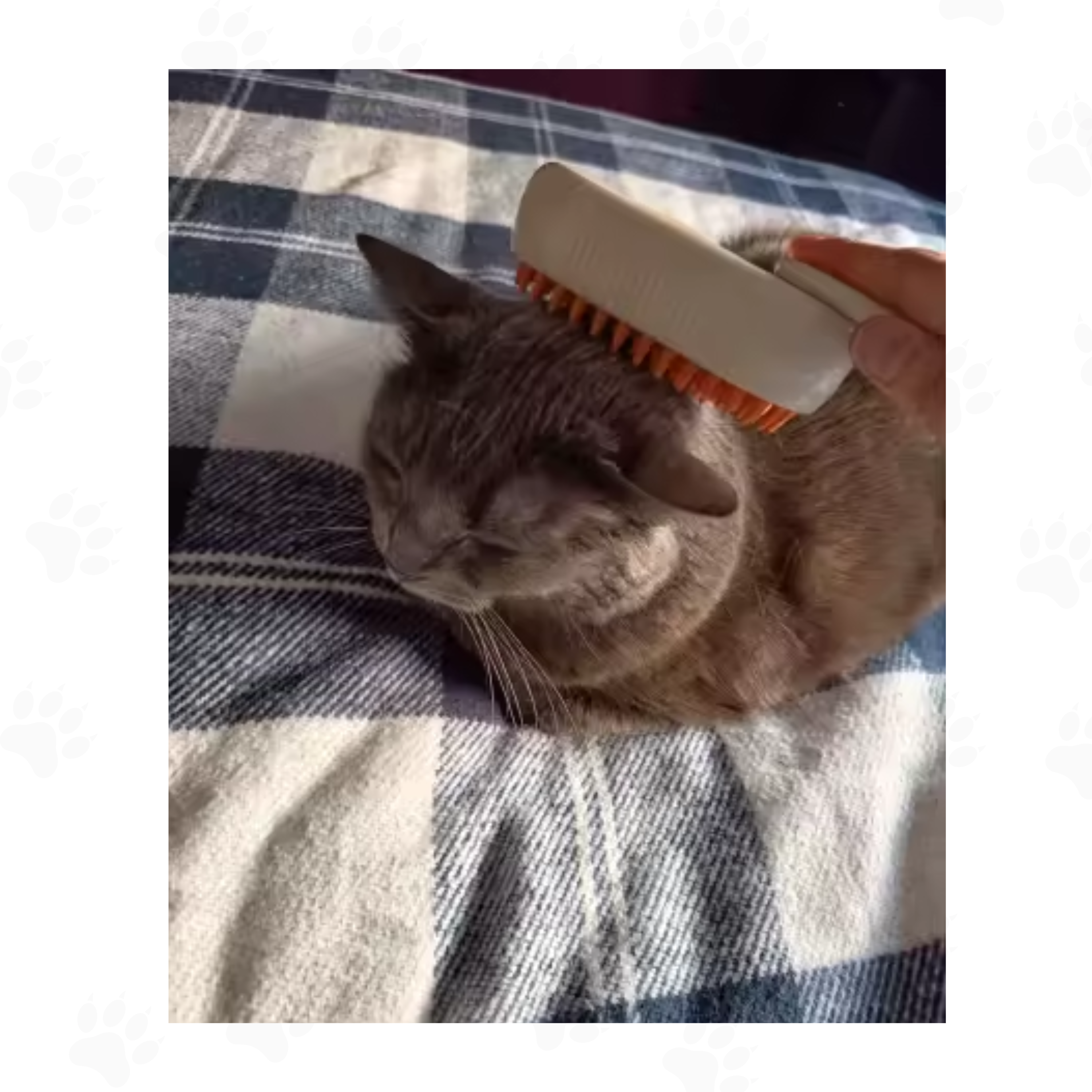 Brosse Vapeur™ — Toilettage sans bain pour chats et chiens