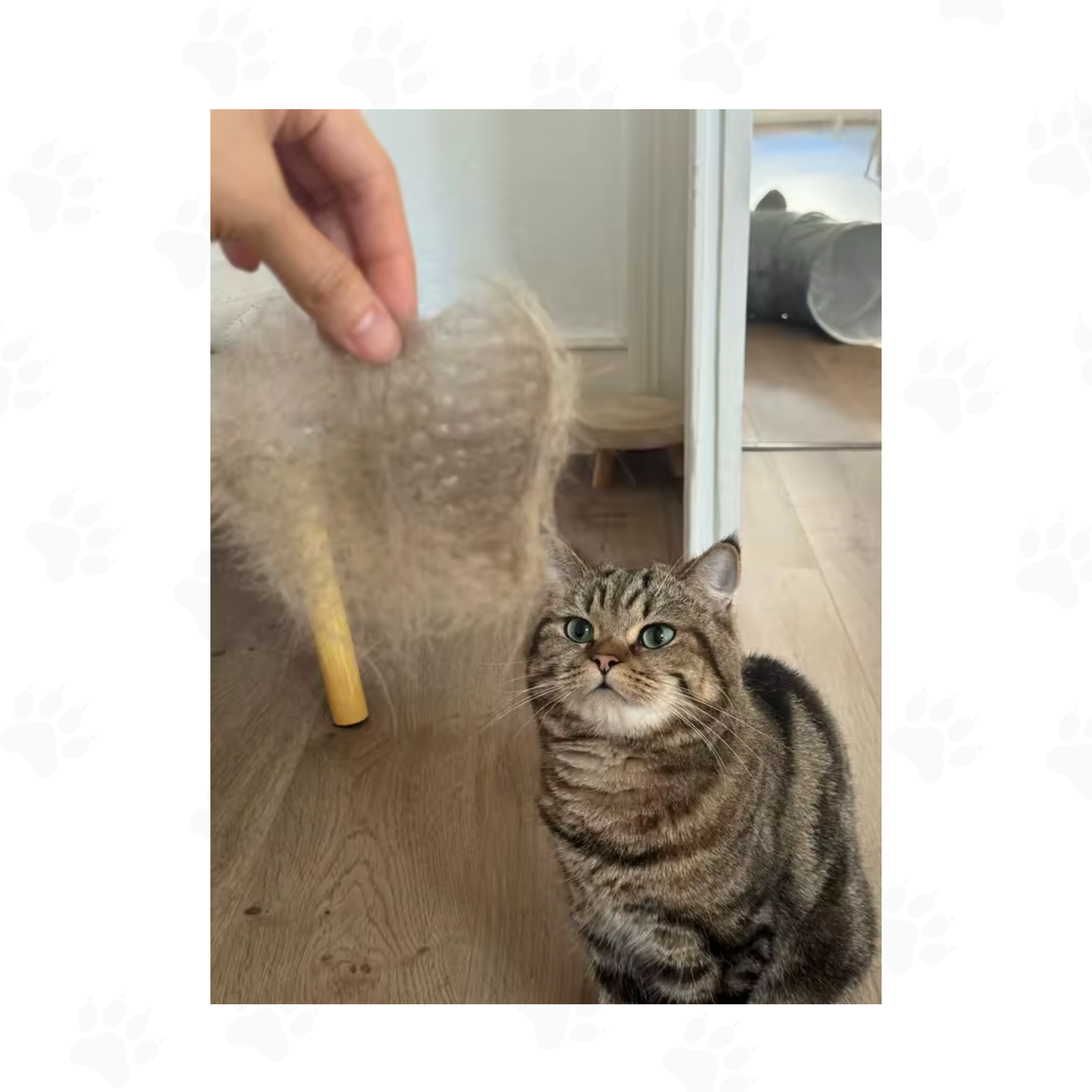 Brosse Vapeur™ — Toilettage sans bain pour chats et chiens